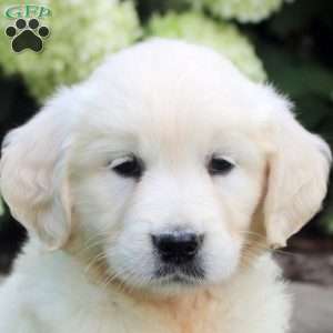 Dahlia, English Cream Golden Retriever Puppy