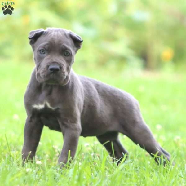 Dahlia, Cane Corso Puppy