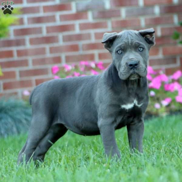 Dahlia, Cane Corso Puppy