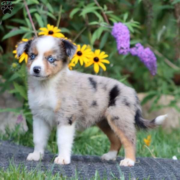 Dahlia, Miniature Australian Shepherd Puppy