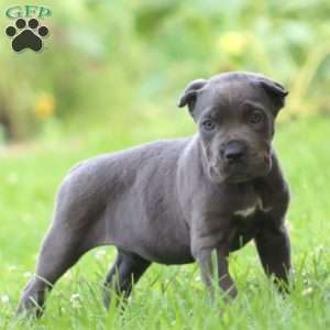 Dahlia, Cane Corso Puppy