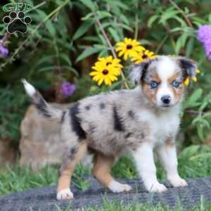 Dahlia, Miniature Australian Shepherd Puppy