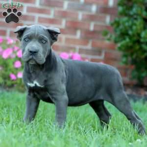 Dahlia, Cane Corso Puppy