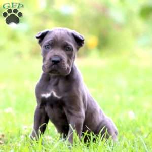 Dahlia, Cane Corso Puppy
