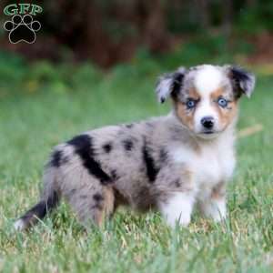 Dahlia, Miniature Australian Shepherd Puppy