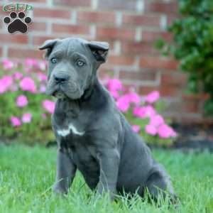 Dahlia, Cane Corso Puppy