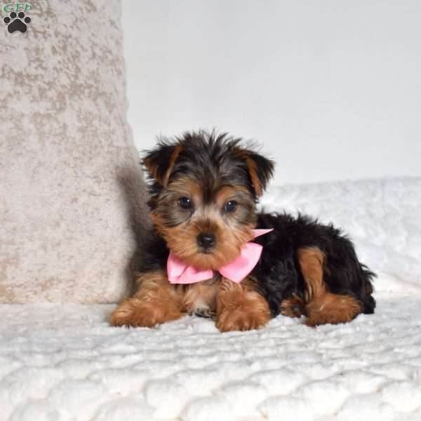 Daisie, Yorkie Puppy