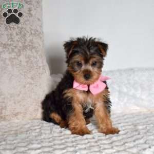 Daisie, Yorkie Puppy