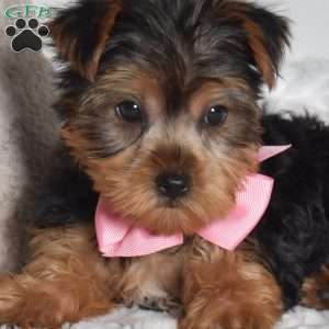 Daisie, Yorkie Puppy