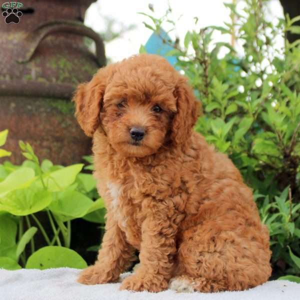 Daisy, Toy Poodle Puppy