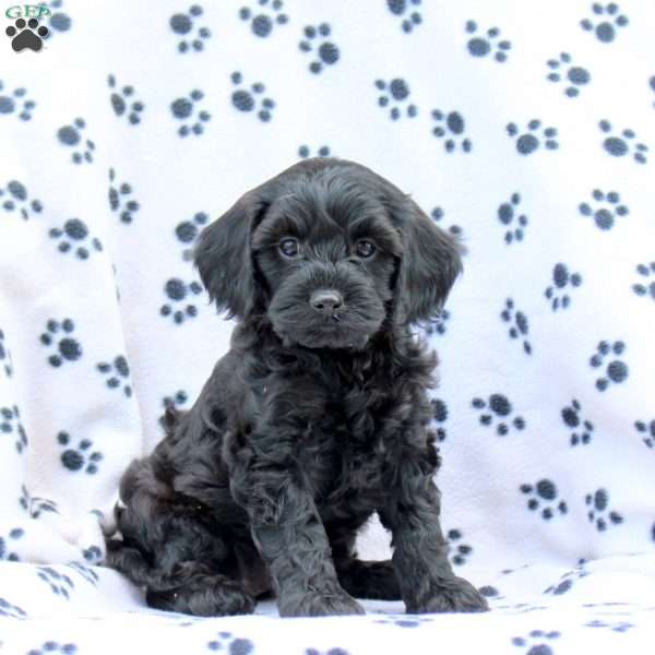 Daisy, Cavapoo Puppy