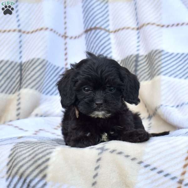 Daisy, Cavapoo Puppy