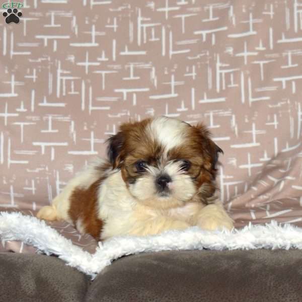Daisy, Shih Tzu Puppy