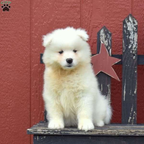 Daisy, Samoyed Puppy