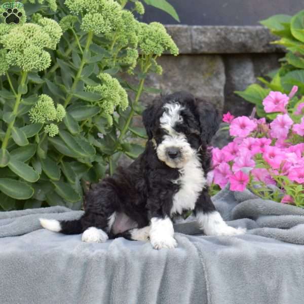 Daisy, Mini Aussiedoodle Puppy