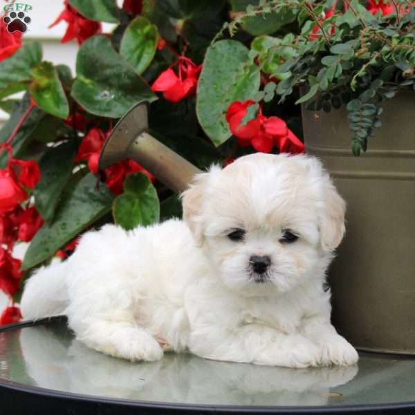 Daisy, Teddy Bear Puppy