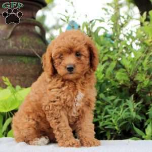 Daisy, Toy Poodle Puppy