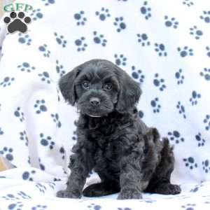 Daisy, Cavapoo Puppy