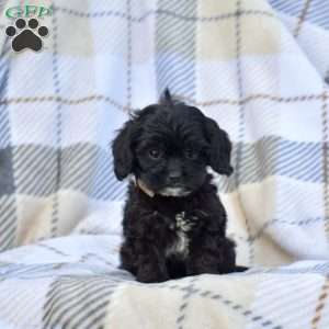 Daisy, Cavapoo Puppy