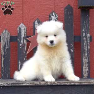 Daisy, Samoyed Puppy