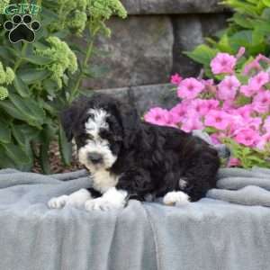 Daisy, Mini Aussiedoodle Puppy