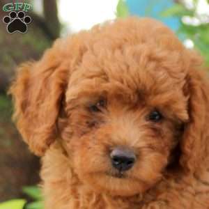 Daisy, Toy Poodle Puppy