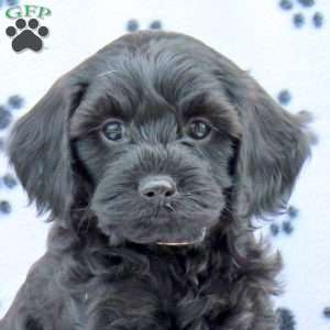 Daisy, Cavapoo Puppy