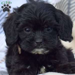 Daisy, Cavapoo Puppy