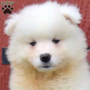 Daisy, Samoyed Puppy
