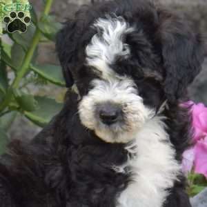 Daisy, Mini Aussiedoodle Puppy