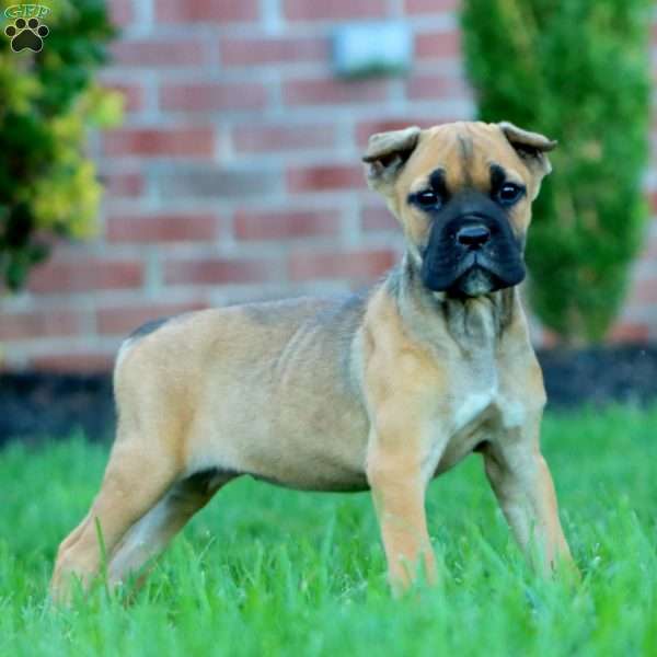 Daisy, Cane Corso Puppy