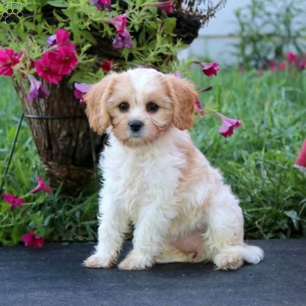 Daisy, Cavachon Puppy
