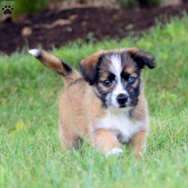 Daisy, Shih Tzu Mix Puppy