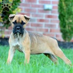 Daisy, Cane Corso Puppy