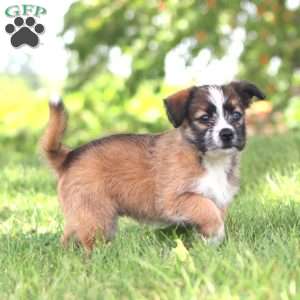 Daisy, Shih Tzu Mix Puppy