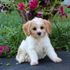 Daisy, Cavachon Puppy