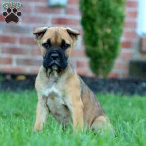 Daisy, Cane Corso Puppy