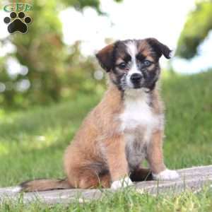 Daisy, Shih Tzu Mix Puppy