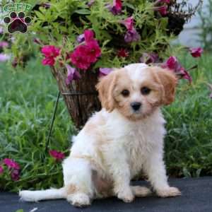 Daisy, Cavachon Puppy