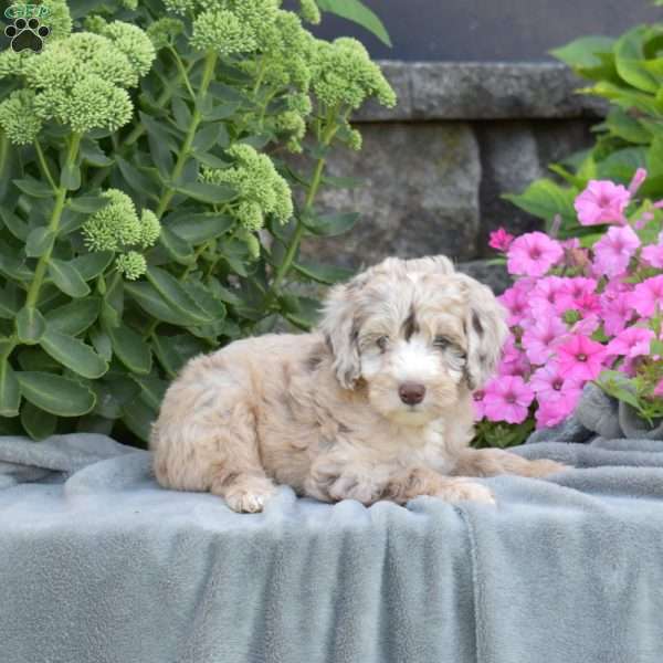 Dakota, Mini Aussiedoodle Puppy