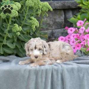 Dakota, Mini Aussiedoodle Puppy
