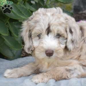 Dakota, Mini Aussiedoodle Puppy