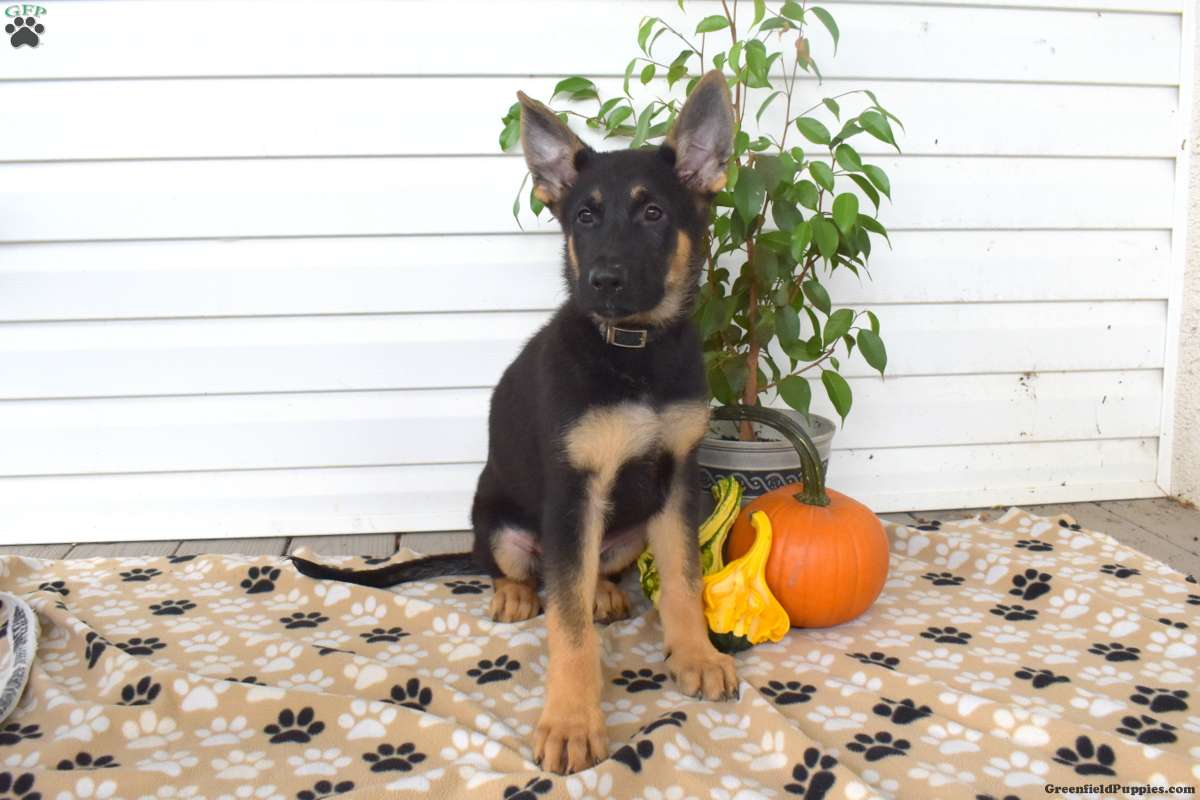 Dallas (German Shepherd, Male) in Christiana, PA