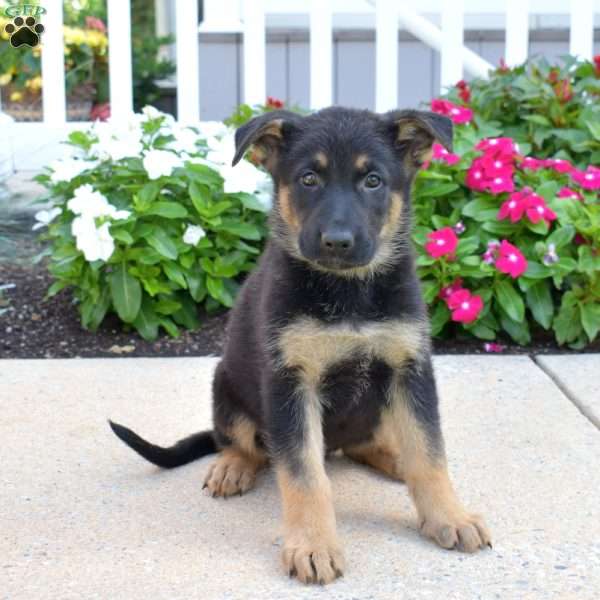 Dallas, German Shepherd Puppy