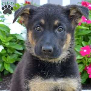 Dallas, German Shepherd Puppy