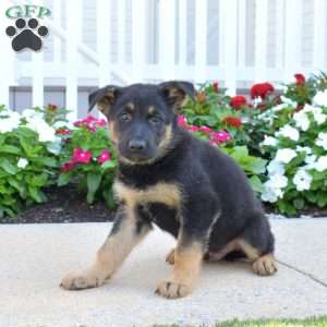 Dallas, German Shepherd Puppy