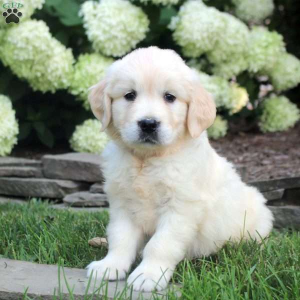 Damian, English Cream Golden Retriever Puppy