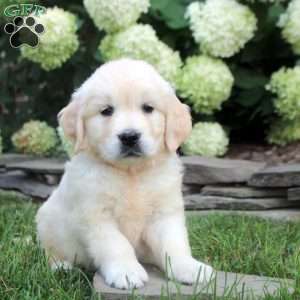 Damian, English Cream Golden Retriever Puppy