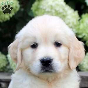 Damian, English Cream Golden Retriever Puppy