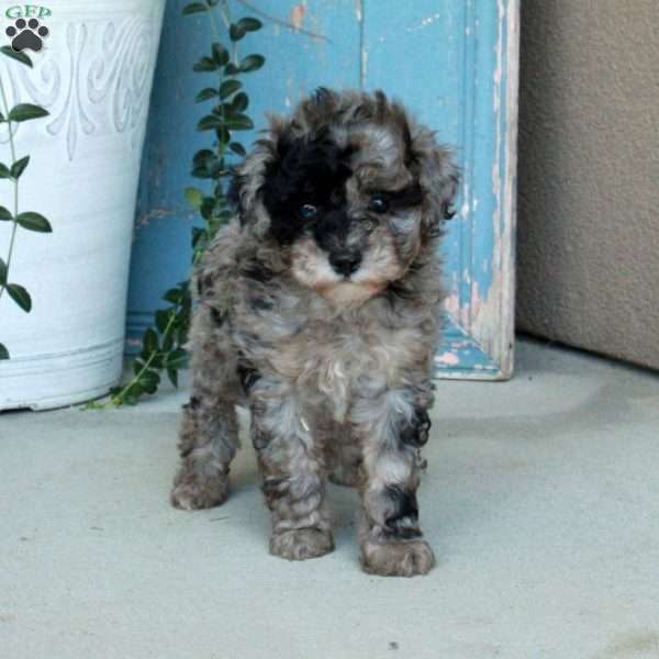 Dana, Miniature Poodle Puppy